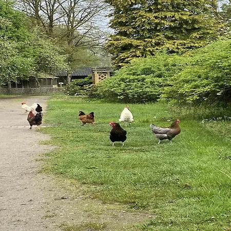 Mit Garten, بيت للعطل Eschede